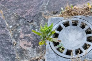 stormwater and tree roots affecting sewer line in new jersey